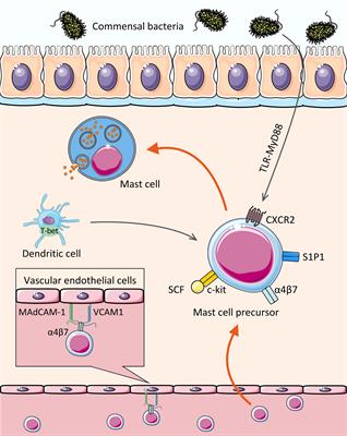 Frontiers Utilizing Mast Cells In A Positive Manner To Overcome